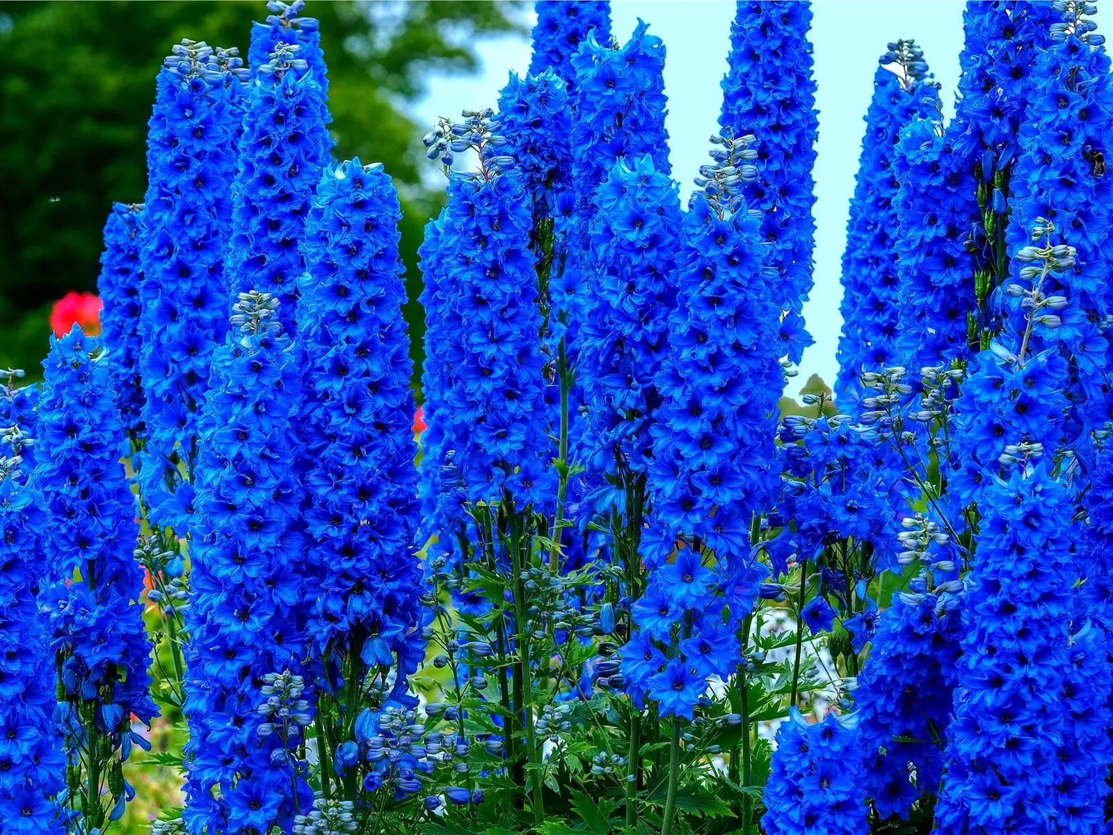 Blue Delphinium Flower Seeds - 100+ Seeds - Tall Stately Wildflowers - Delphinium elatum