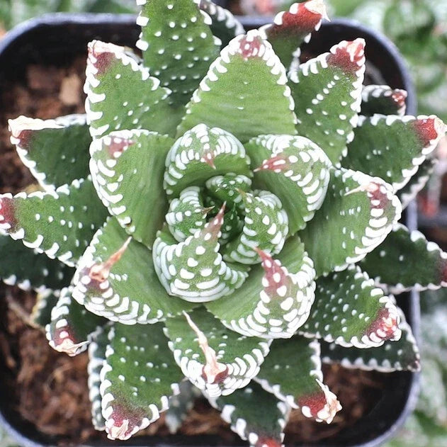 Haworthia Reinwardtii f. Zebrina Succulent Plant 2" Pot Fully Rooted Indoor Decor