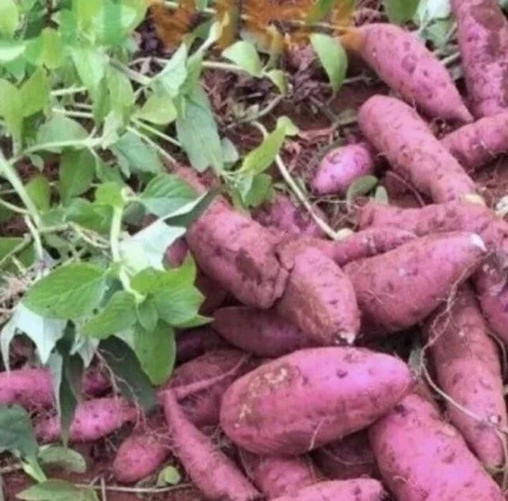 Cuban Sweet Potato Slips - 15 Organic Ipomoea batatas Cuttings for Gardening, Container Planting