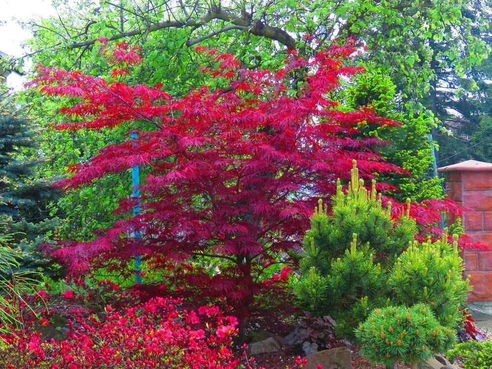 Amur Maple Tree Seeds - 30 Pack Acer tataricum ginnala - Hardy, Fast-Growing, Compact, Fall Foliage, Urban Landscaping Seeds