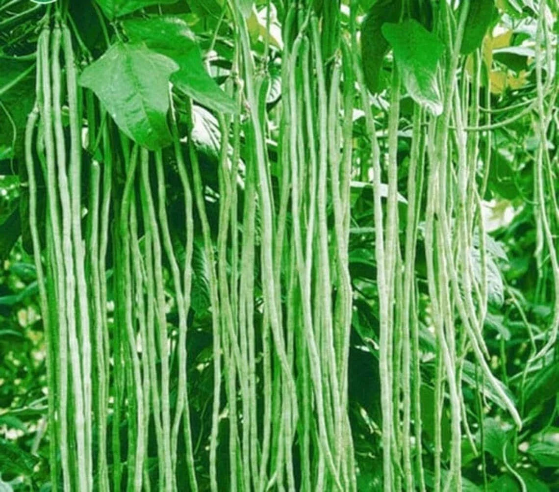 Yard Long Bean Seeds - 50 Pack, Asparagus/Snake/Chi Bean, Vigna unguiculata subsp. sesquipedalis, Vining, Tropical Garden