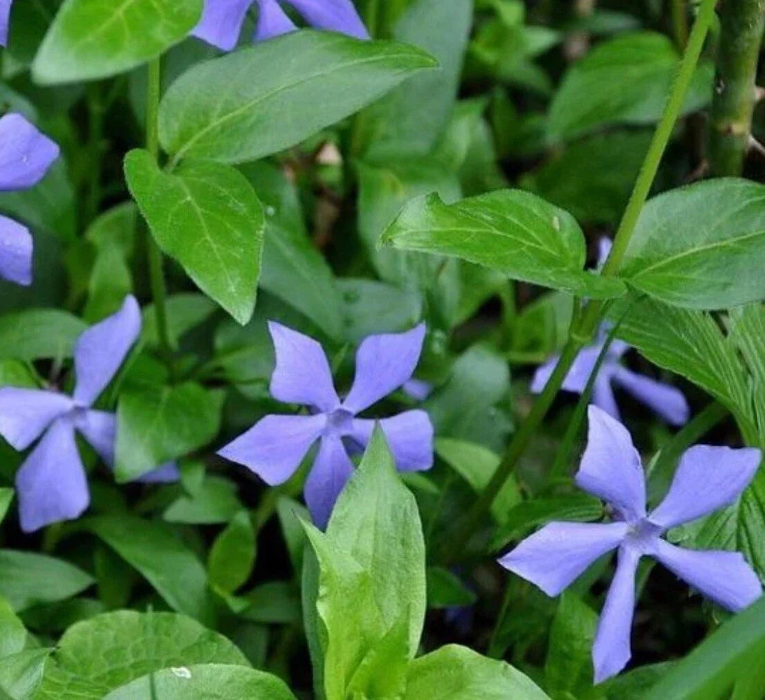 Vinca Minor Periwinkle Ground Cover Live Plants - Creeping Myrtle for Gardens, Borders, and Shade Areas
