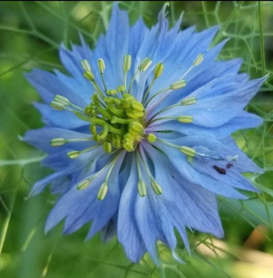 Love-in-a-Mist Seeds 100+ Organic Nigella damascena Heirloom Flower Pack