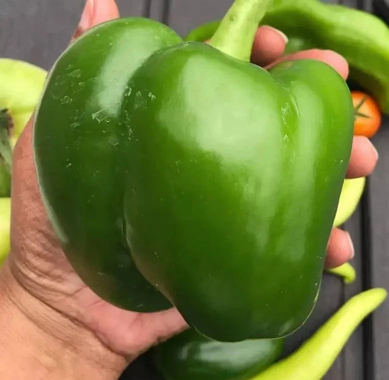 Giant Keystone Sweet Pepper Seeds – Organic Heirloom Non-GMO Vegetable Garden Seeds – 50+ Pack