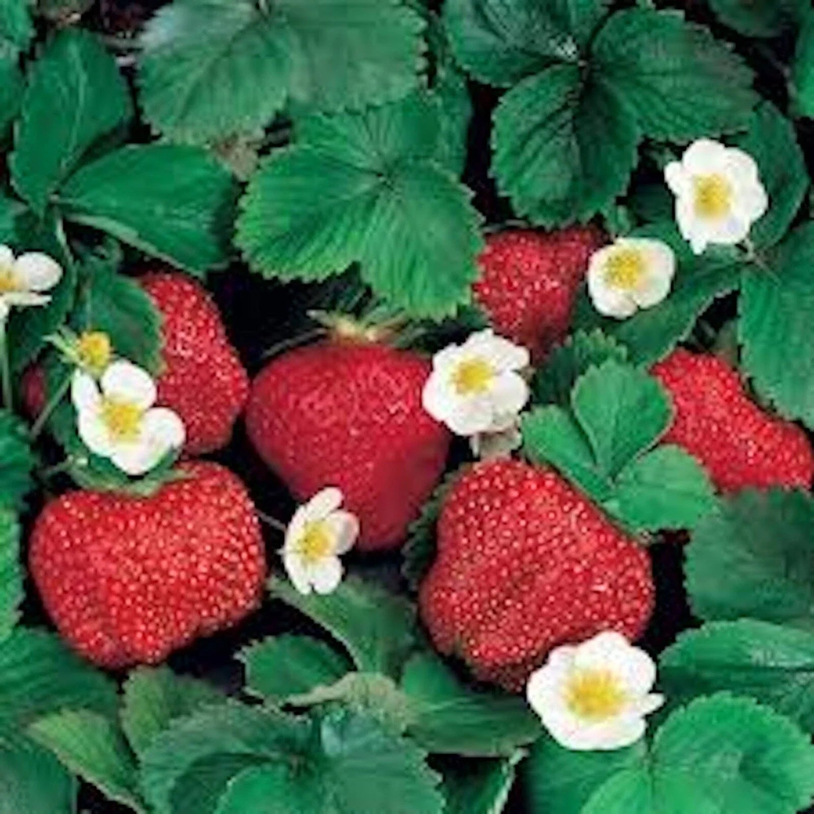 Ozark Beauty Everbearer Strawberry Plant - Perennial Fruit, Sweet Red Berries, Fragaria x ananassa, Full Sun, Hardy Zones 3-8