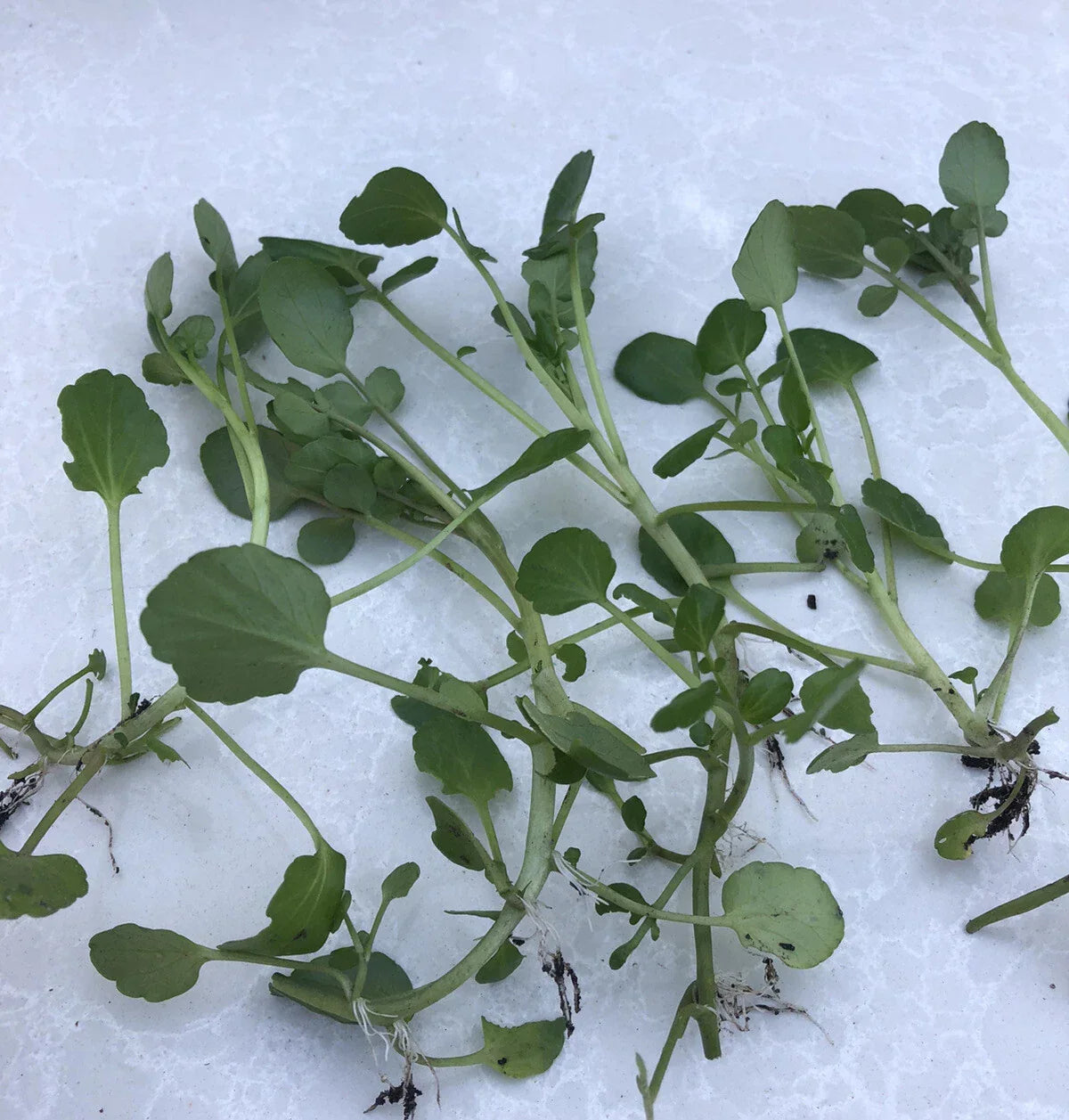 Fresh Watercress Plants with Roots - Live Nasturtium officinale for Gardens & Hydroponics