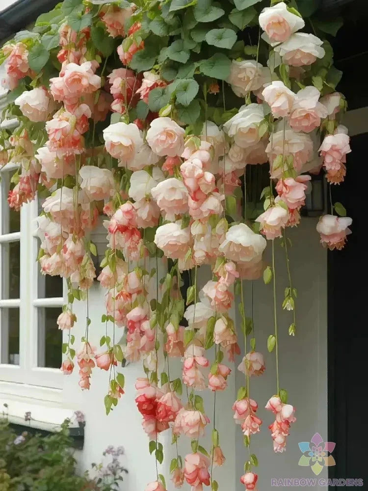 Peach Weeping Begonia Seeds – Begonia pendula, Trailing, 25+ Seeds for Garden, Container, Border Planting
