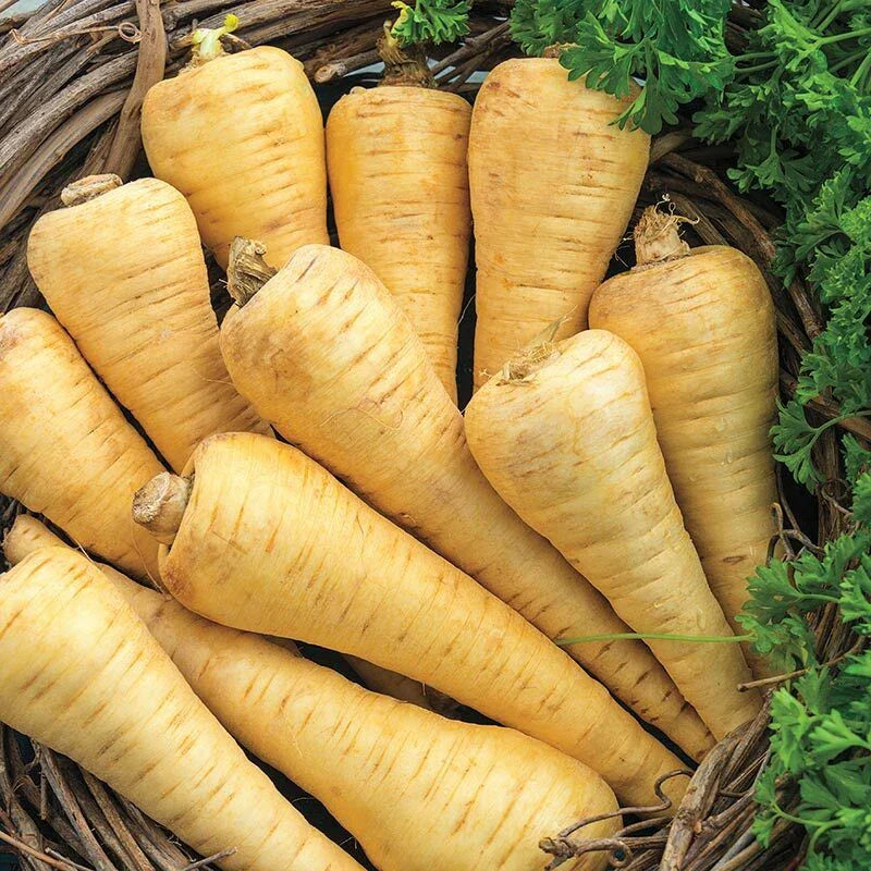 Parsnip Seeds 200+ Count Non-GMO | Pastinaca sativa | US Seller Free Shipping