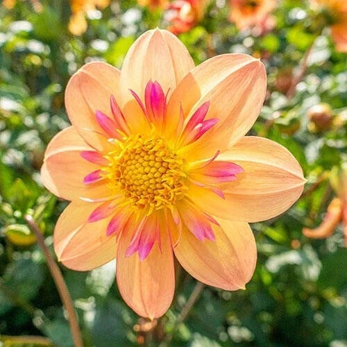 Kelsey Ann Dahlia Flower Seeds - Perennial Garden Blooms - Colorful Dahlia variabilis Seeds for Borders & Containers