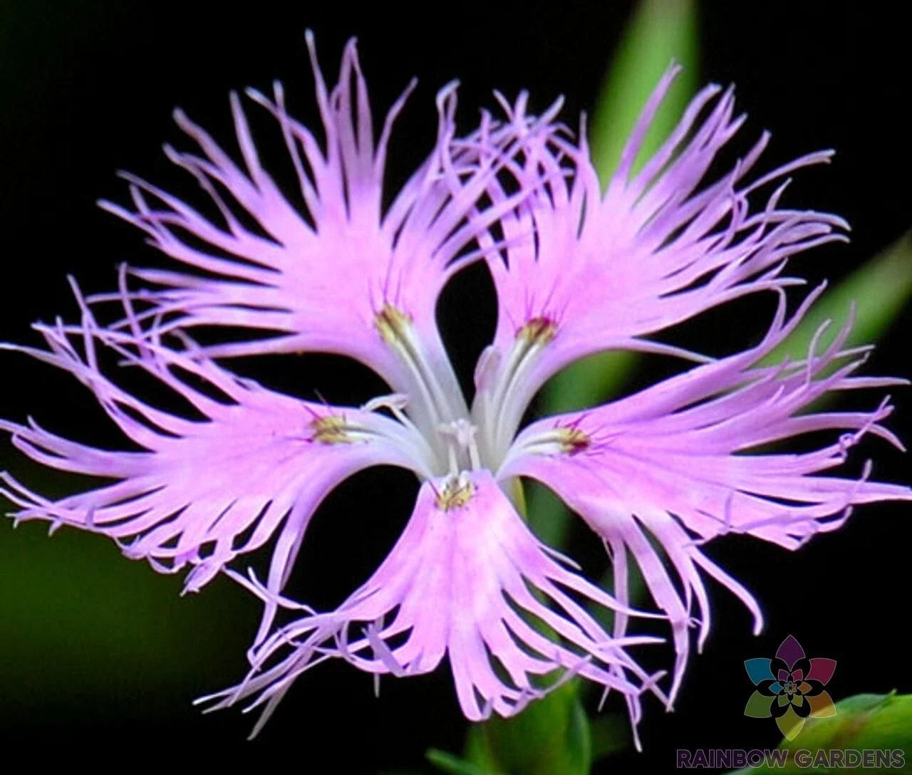 Fringed Pink Carnation Seeds - 200+ Count - Dianthus caryophyllus - Garden Flower Seeds for Borders & Containers
