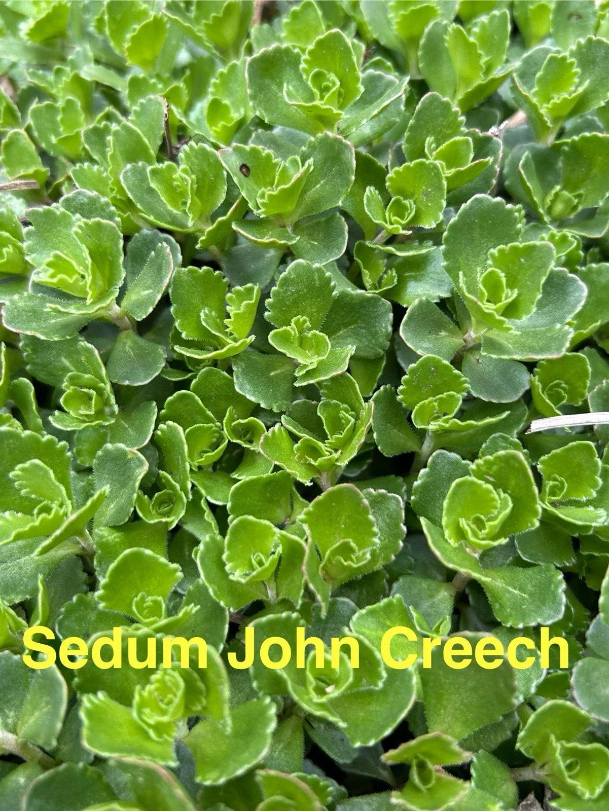 Sedum John Creech Ground Cover Plants – Hardy Succulents, Drought Tolerant, 10 Live Perennials, Zones 4-8