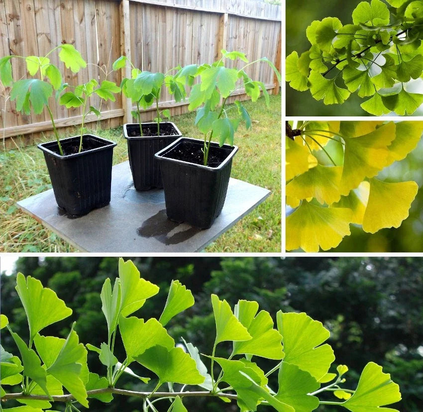 Ginkgo Biloba Live Bare Root Plant – 24+ Inches, Herbal & Bonsai Use, Maidenhair Tree, Ginkgo biloba