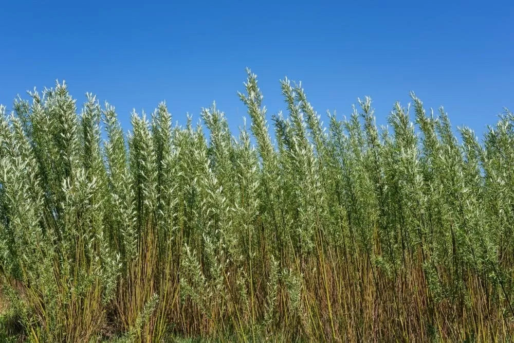 Fast Growing Aussie Willow Privacy Tree | Salix babylonica | Natural Privacy Screen | Lush Green Foliage Plant