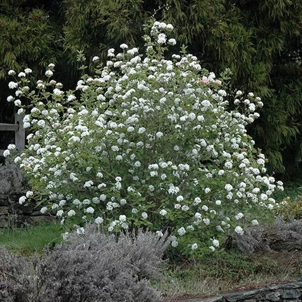 Korean Spice Viburnum Bare Root Plant 18+ Inches Fragrant White Flowers Viburnum carlesii Shrub
