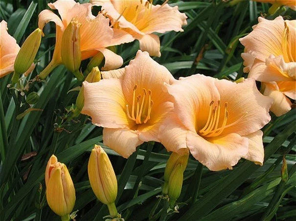 Mini Pearl Daylily Live Rooted Plant - Hemerocallis Melon Pink Blooms Herbaceous Perennial Zones 3-9