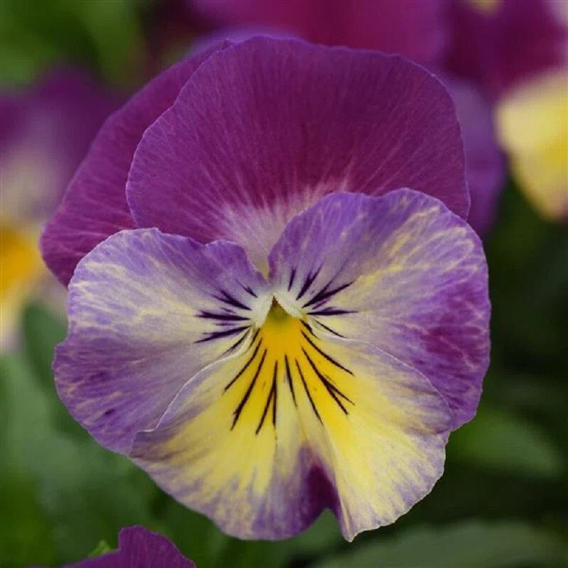 15 Pansy Seeds Cool Wave Raspberry Swirl Viola x wittrockiana Trailing Flower for Garden & Hanging Baskets