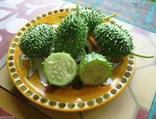 West Indian Gherkin Seeds - Heirloom Burr Spike Cucumber - Cucumis anguria
