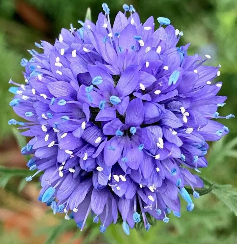 Globe Gilia Flower Seeds 500+ | Gilia capitata Annual Garden Seeds
