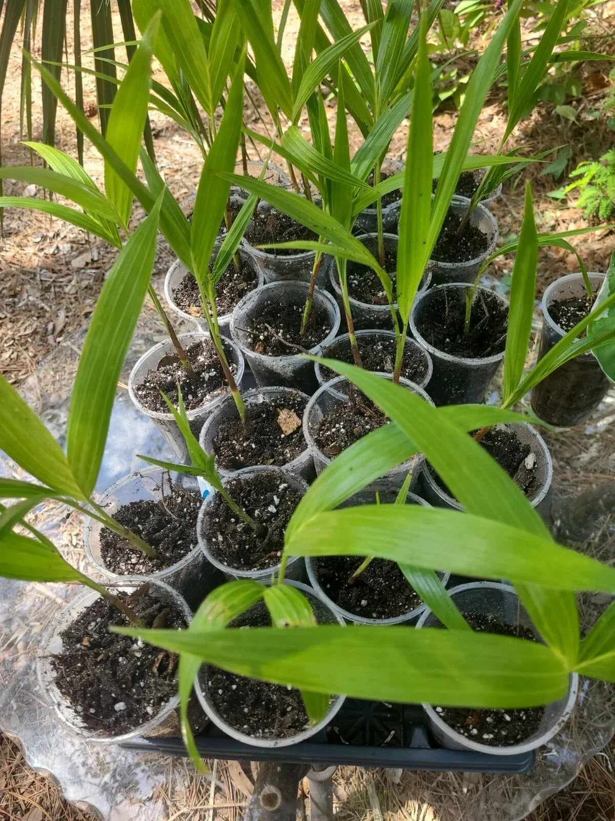Germinated Rooted Christmas Palm Seedling - Live Adonidia merrillii Plant from SW Florida