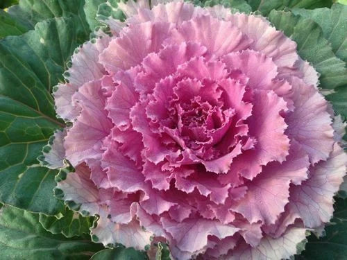 Ornamental Cabbage Seeds - Osaka Pink - 40 Fresh Brassica oleracea Var. acephala for Landscaping & Garden Decor