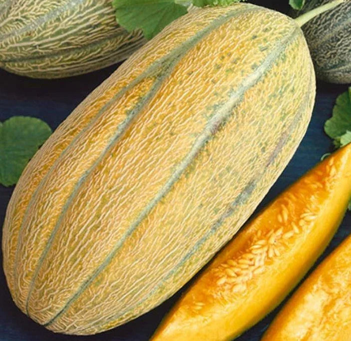 Banana Melon Seeds - 50+ Cantaloupe Garden Vine Fruit Cucumis Melo