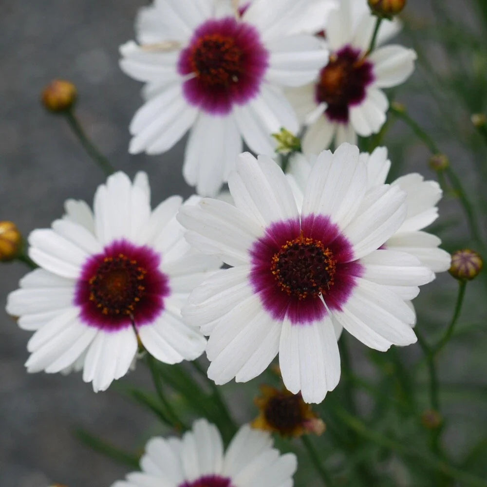 Coreopsis 'Ice Wine' Live Starter Plant - Perennial Flower with Yellow Blooms, Red Center, Butterfly Attractant, Drought Tolerant