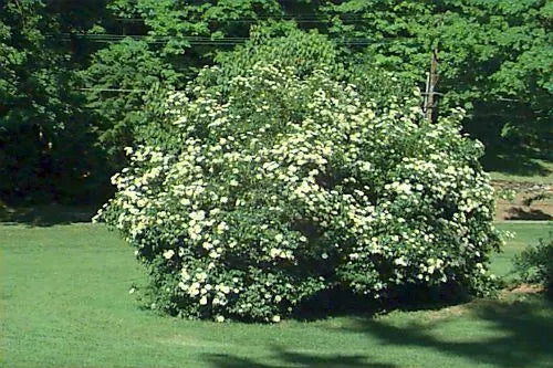Arrowwood Viburnum Shrub Bare Root Plant 8-12 Inches Viburnum dentatum Hardy Zones 5-9 Garden Hedge, Border, Wildlife Plant