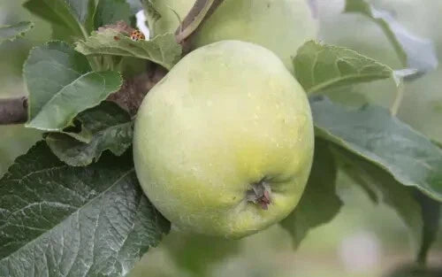 25+ Amere de Berthencourt Apple Seeds – Organic Heirloom Fruit Tree Seeds for Planting – Malus domestica, USA, Free Shipping