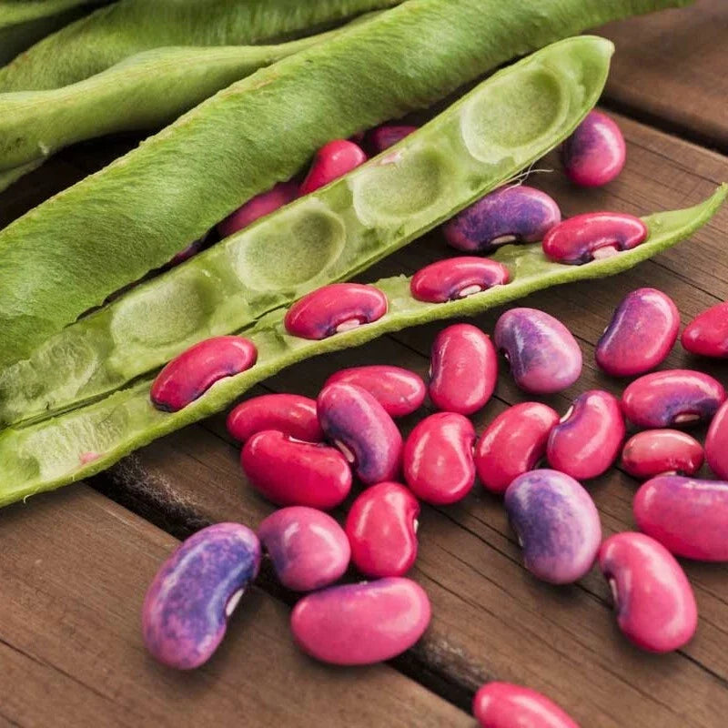 Scarlet Runner Bean Seeds | Vining Plant, Red Flowers, Edible Beans | Phaseolus coccineus, Heirloom, 20 Seeds