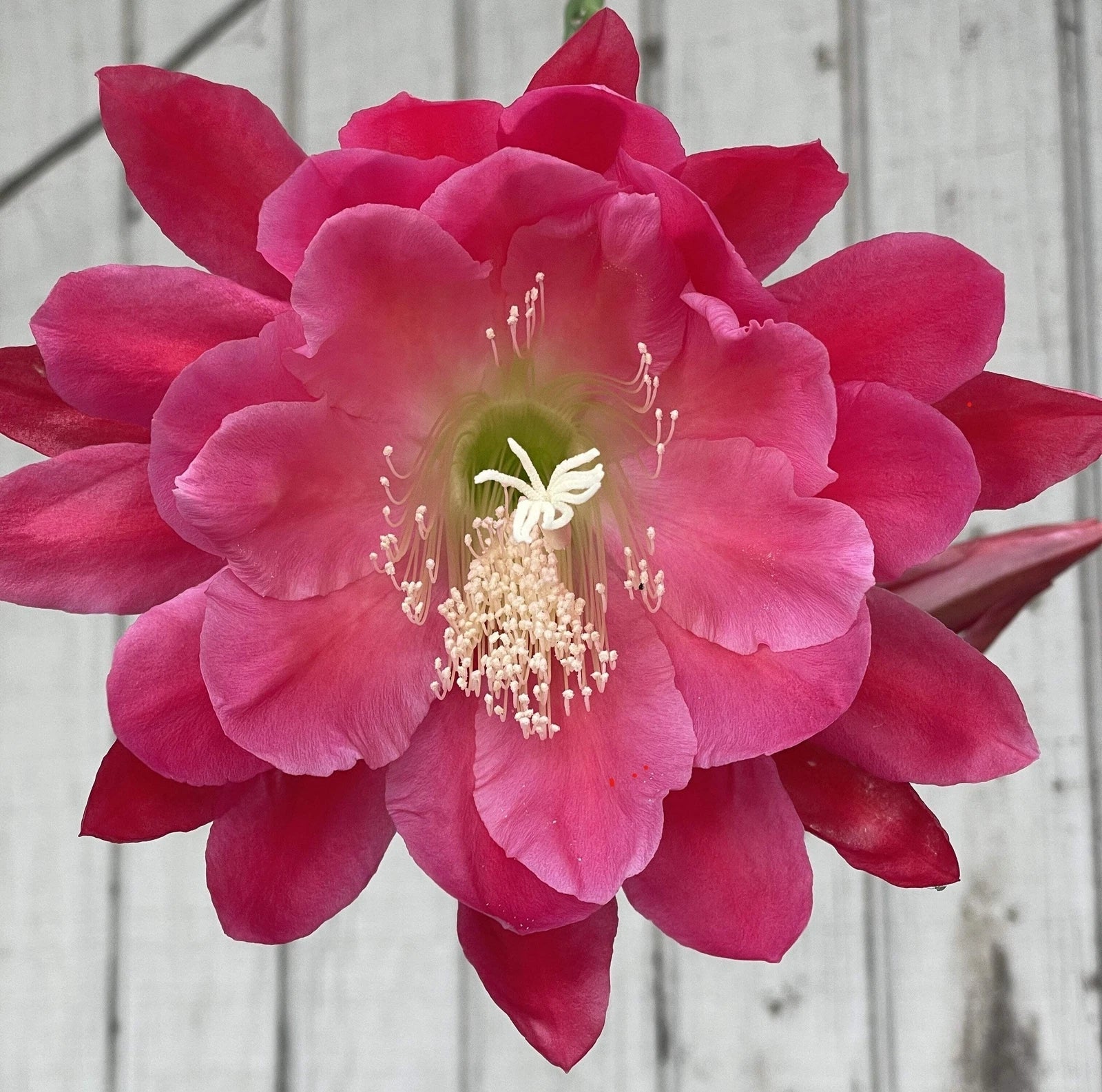 Epiphyllum Hybrid Starter Pot 4" Nini's Two Toned Pink Succulent Plant, Fully-Rooted Indoor or Outdoor Cactus