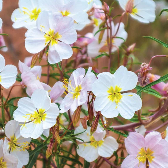 Evening Primrose Seeds | Pale Yellow Oenothera pallida | Non-GMO | 100-2000 Seeds