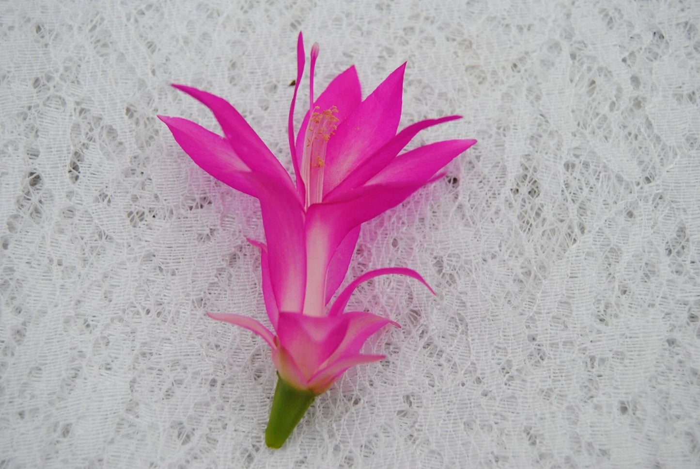 Christmas Cactus Starter Plant - Holiday Splendor Schlumbergera truncata - Well-Rooted Small Indoor Plant