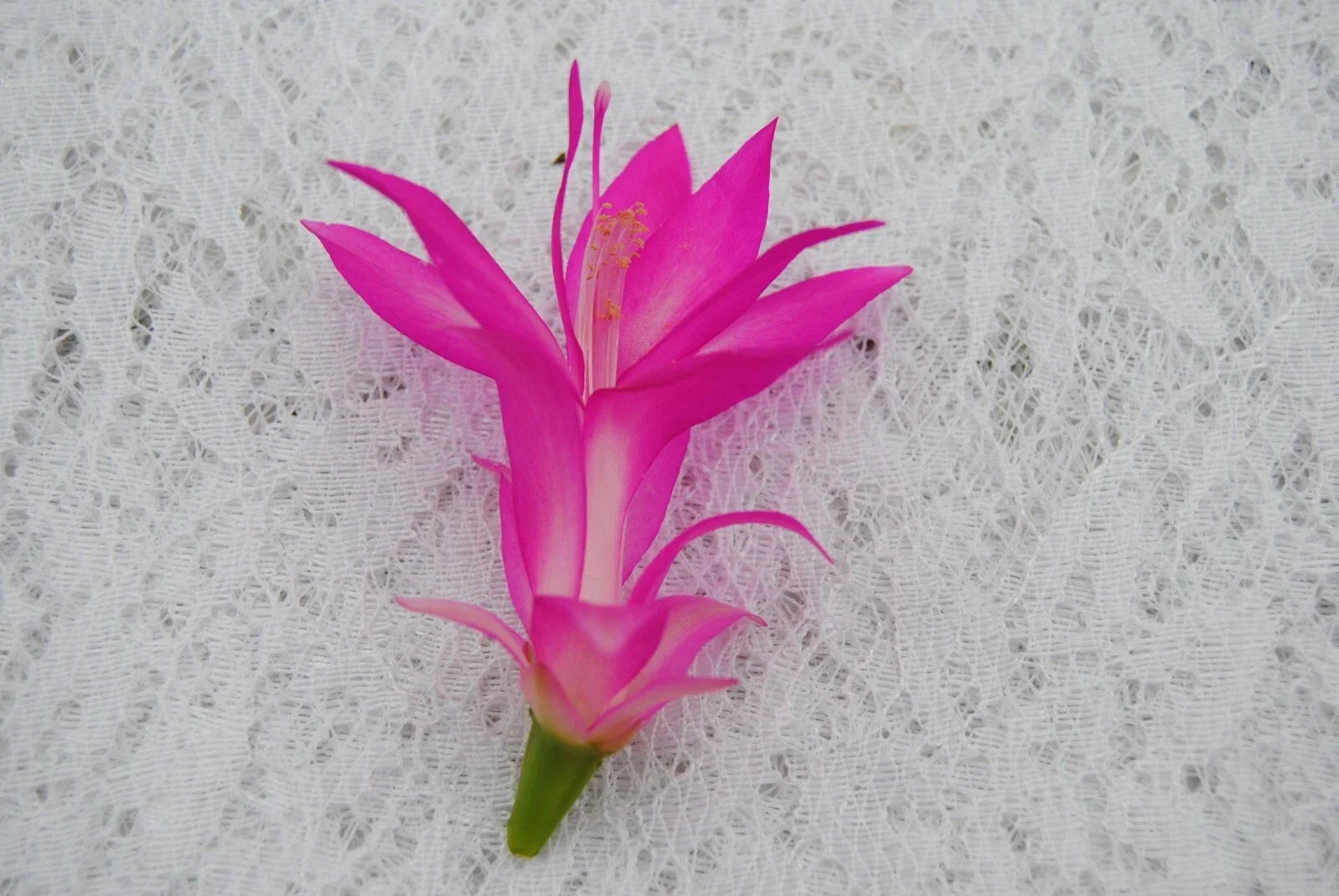 Christmas Cactus Starter Plant - Holiday Splendor Schlumbergera truncata - Well-Rooted Small Indoor Plant