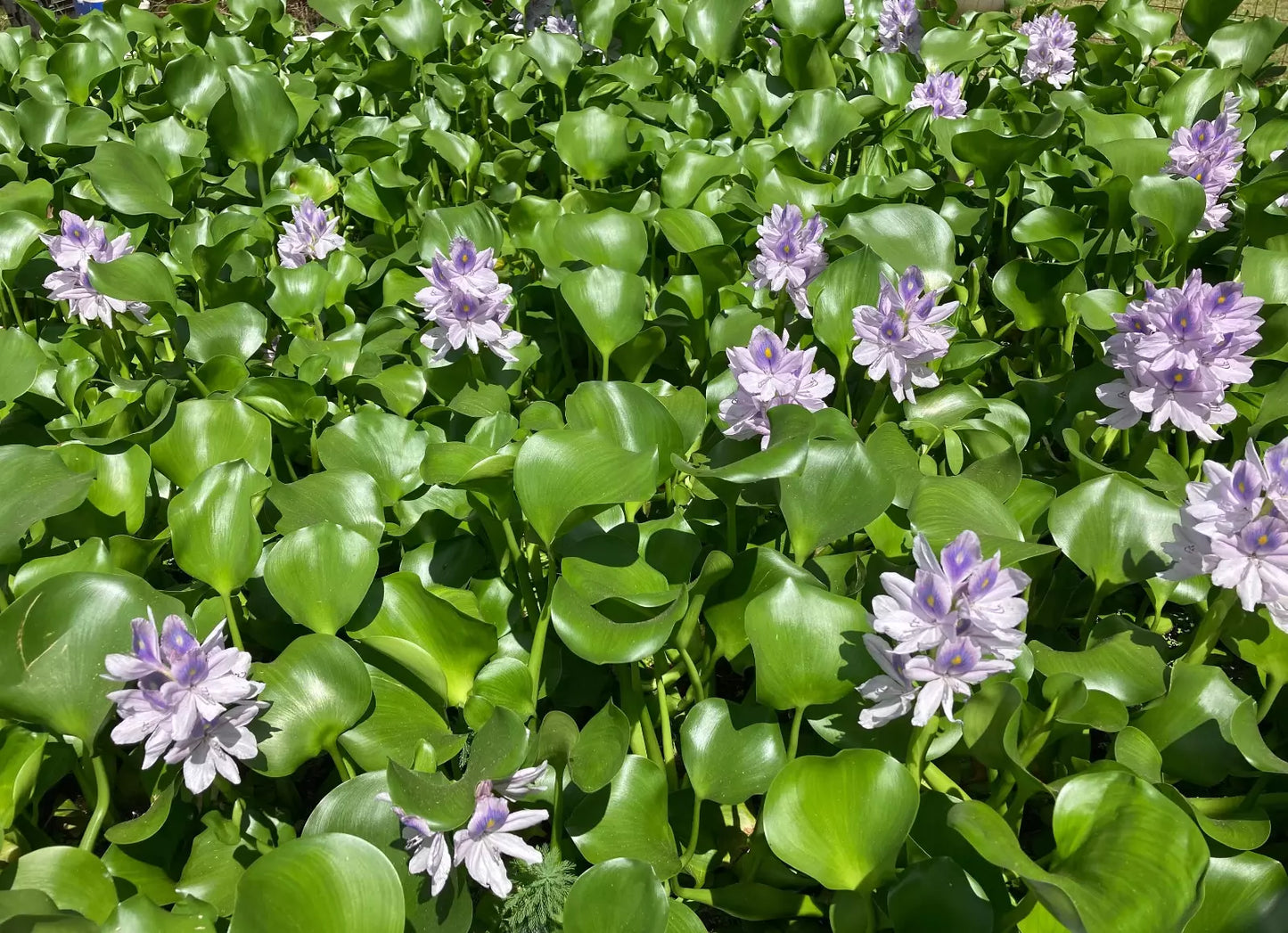 Water Hyacinth Floating Plants – 30 Medium Live Eichhornia crassipes for Ponds & Tanks – Natural Algaecide & Water Cleaner