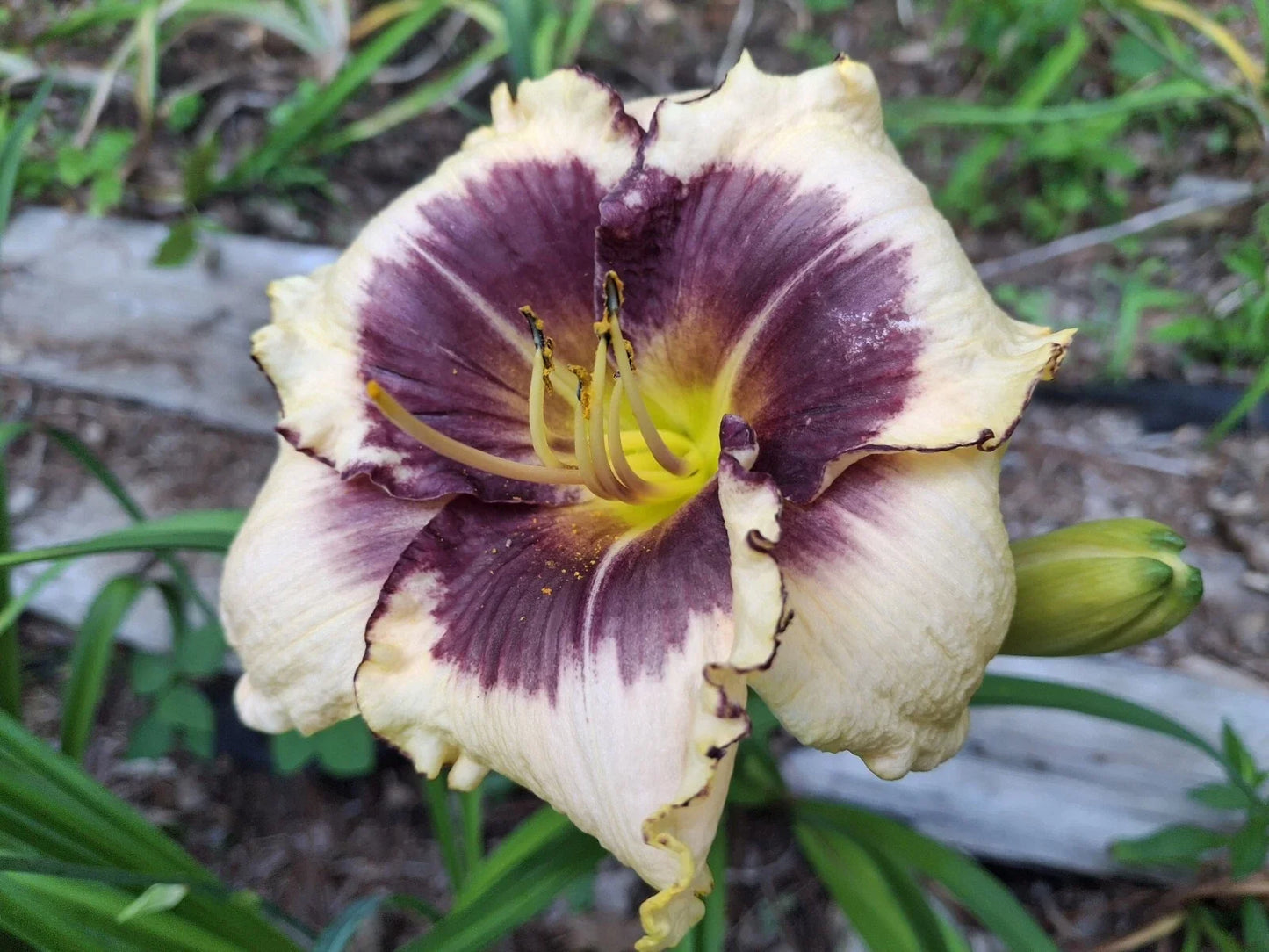 Blackthorne Daylily Starter Plant - 1 Bareroot Hemerocallis 'Blackthorne' Perennial Flower for Gardens