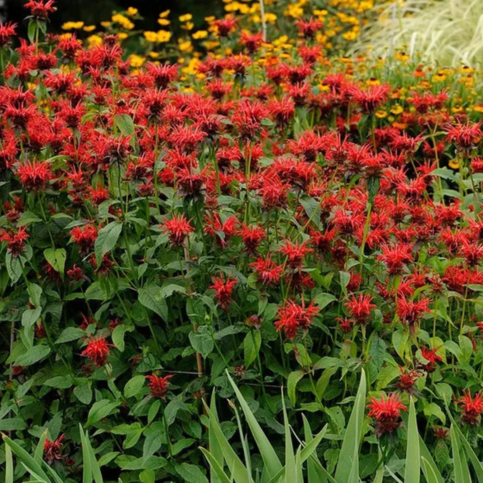 Jacob Cline Bee Balm Live Perennial Starter Plant, Monarda didyma, Red Flowers, Pollinator Attractant