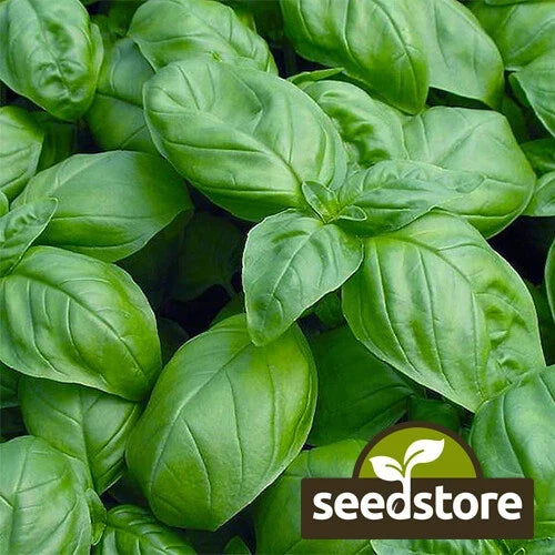 Sweet Basil Seeds Packet | Heirloom Non-GMO Culinary Herb | Ocimum basilicum | Fast Germination