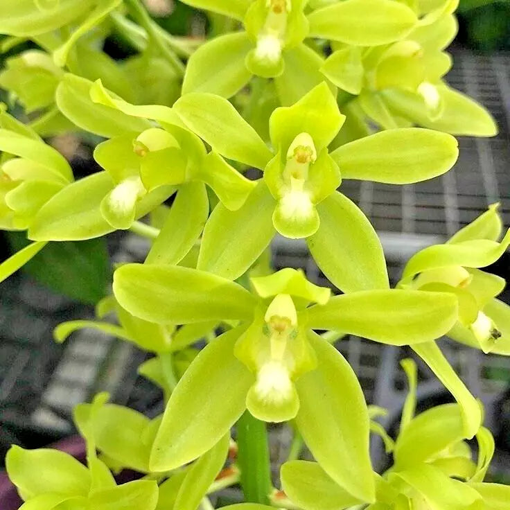 Orchid Plant Bulb Bare Root Grammatophyllum scriptum var. Citrinum Lemon Green Fragrant Flower