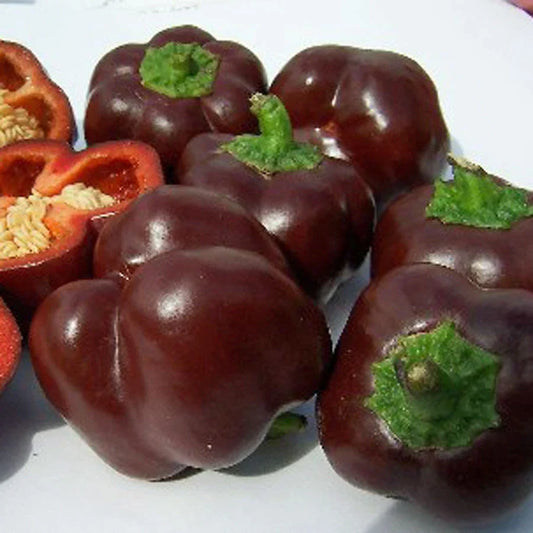 Chocolate Beauty Sweet Pepper Seeds – Bulk 100 Pack, Capsicum annuum, Sweet, Edible, Garden, Non-GMO