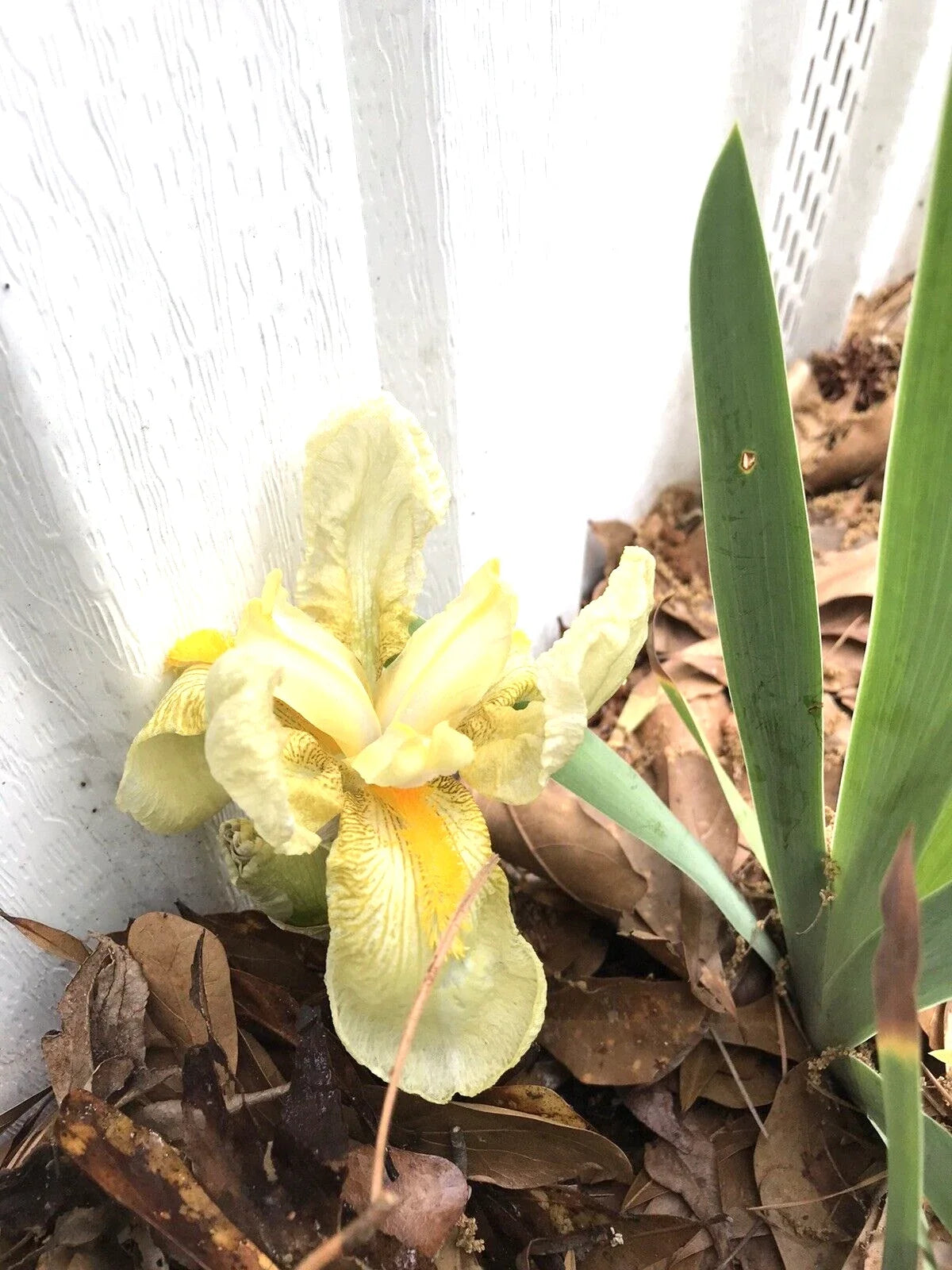 Yellow Iris Rhizomes Bulbs - Iris germanica Bare Root Perennials, Spring Blooming, 4 Pack