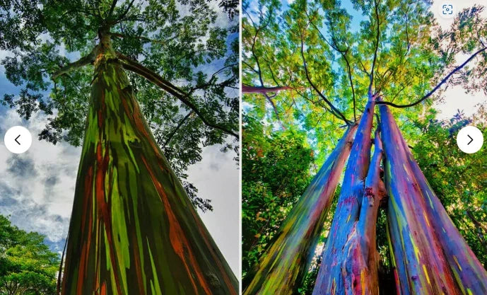 Rainbow Eucalyptus Seedling - Well-Rooted Sapling Eucalyptus deglupta for Garden or Landscape