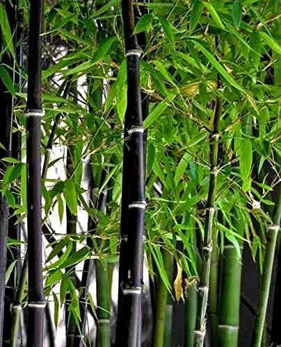 Black Bamboo Seeds - 100 Count for Phyllostachys nigra - Grow Unique Dark Stems in Garden or Pots