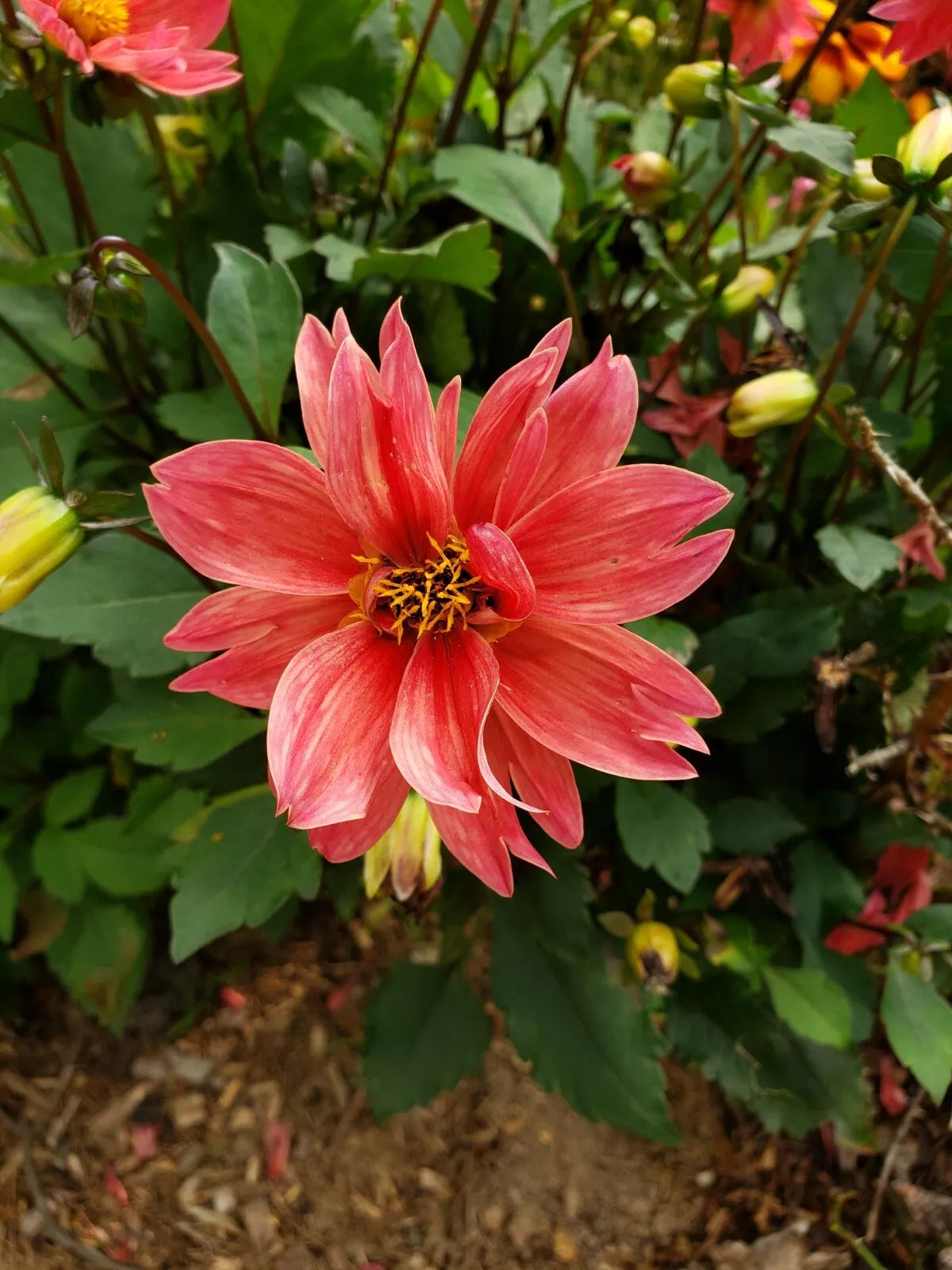 Dwarf Dahlia Tubers 3 Pack | Colorful Summer-Fall Blooms | Dahlia pinnata Flower Bulbs