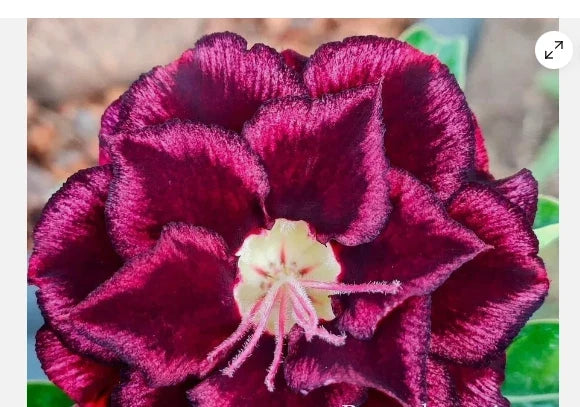 Desert Rose Adenium Obesum Small Rooted Seedling Plant - 4-6 Inches, Vibrant Flowers, Easy Care, Indoor Outdoor