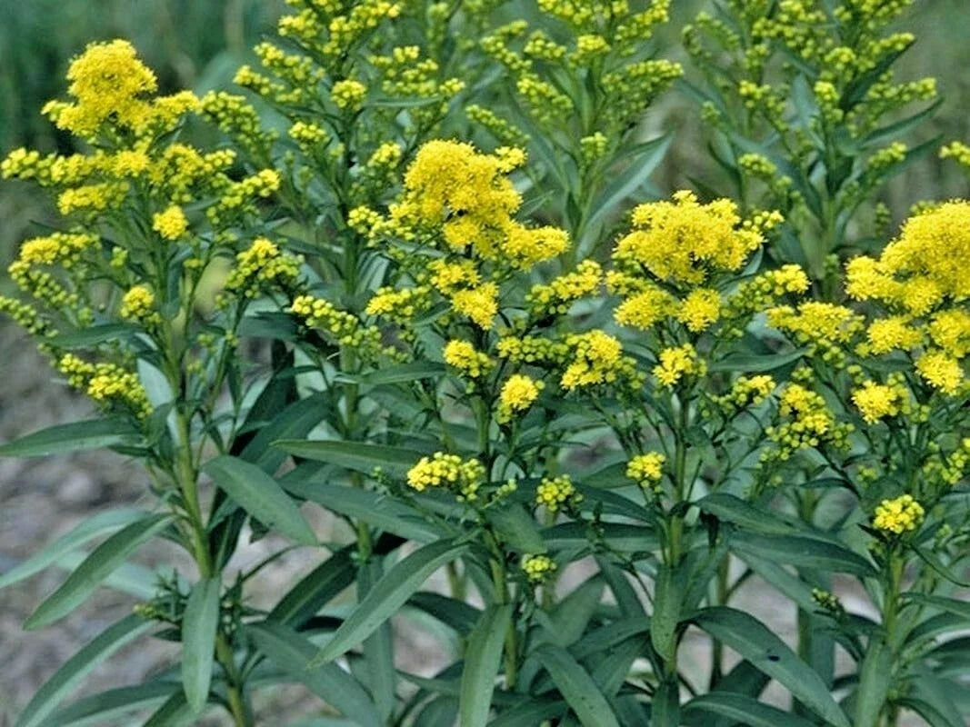 Stiff Goldenrod Seeds - Native Wildflower for Drought & Heat Tolerance - Solidago rigida - Over 100 Seeds