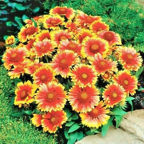 Blanket Flower Seeds - 1000+ Gaillardia aristata Perennial Wildflower for Drought & Heat Tolerance, Native Pollinator Plant