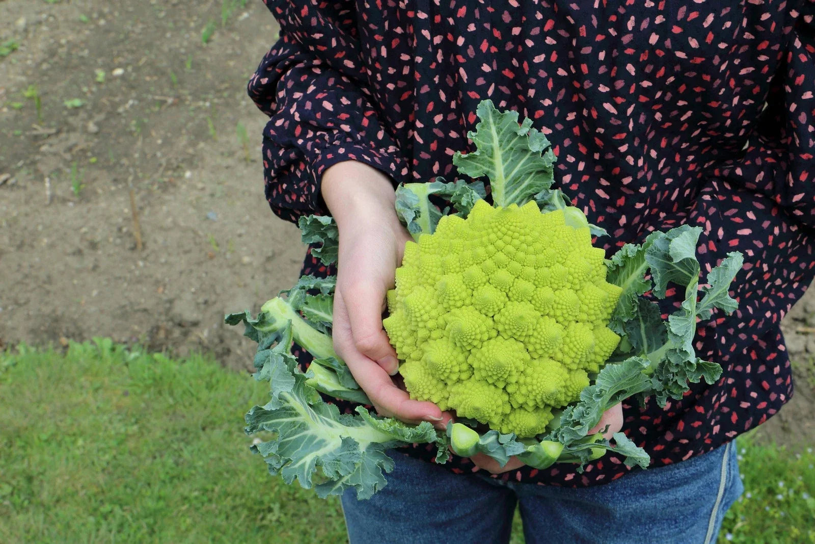 Romanesco Broccoli Seeds Non-GMO Heirloom Brassica oleracea Vegetable Seeds for Backyard Gardening