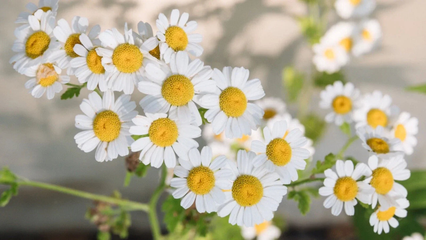 Chamomile Seeds 500 Count - Organic Matricaria chamomilla for Herbal Gardening