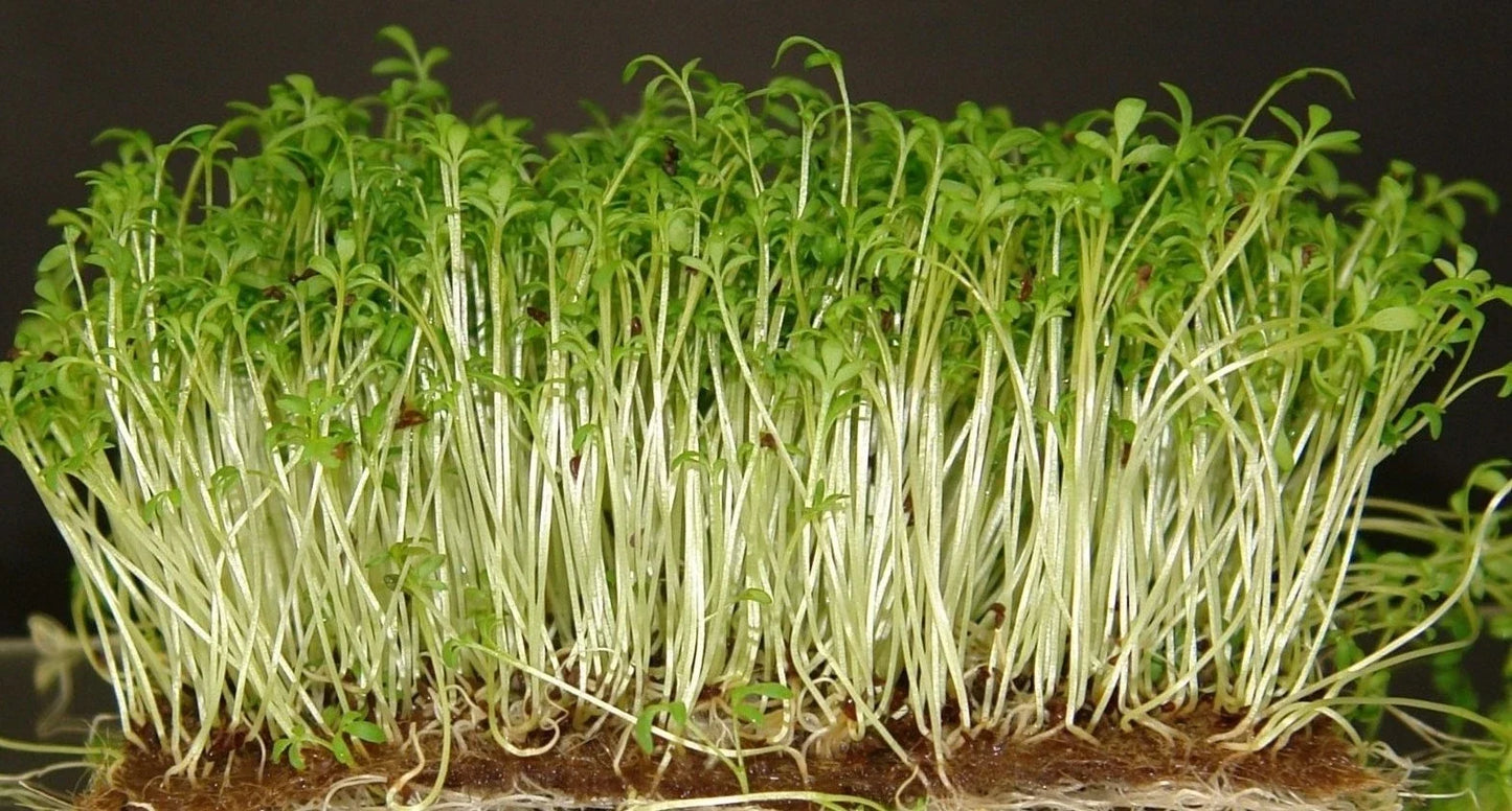 Curled Cress Seeds 100 Pack Lepidium sativum Fresh Peppery Flavor for Salads & Garnishes