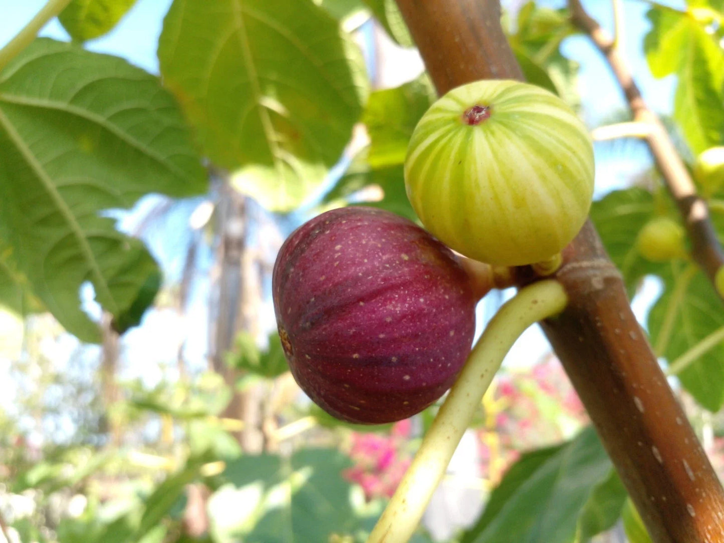 Martinenca Rimada Fig Tree Cuttings - Purple Striped Variegated Figs - Ficus carica 'Martinenca Rimada'